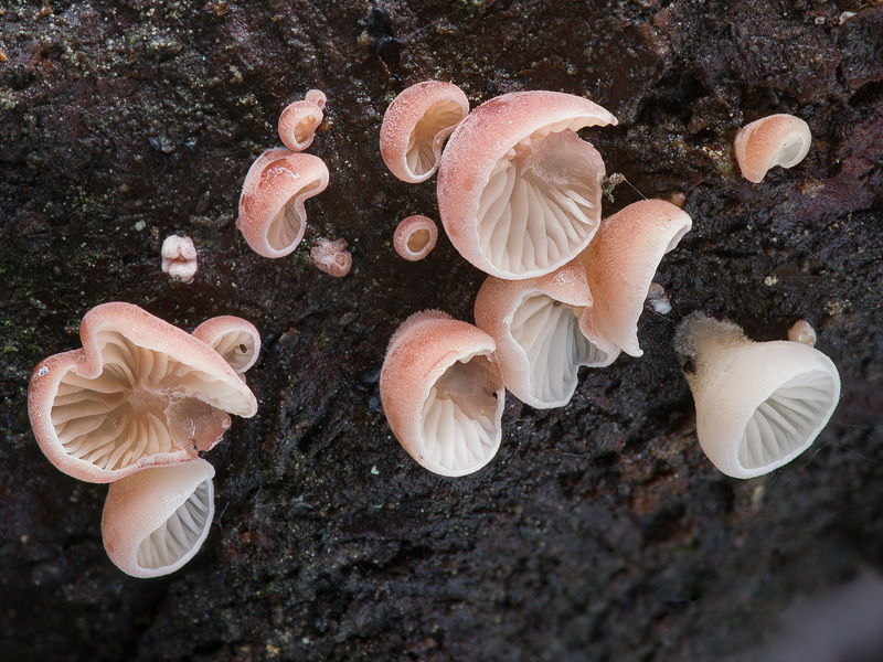 Panellus violaceofulvus